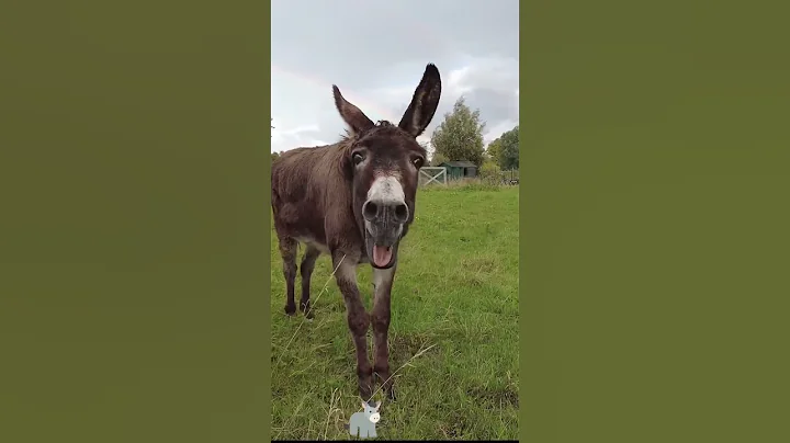 Donkeys are born comedians.#animals #lnteresting #happy #donkey#hillarious#foryou