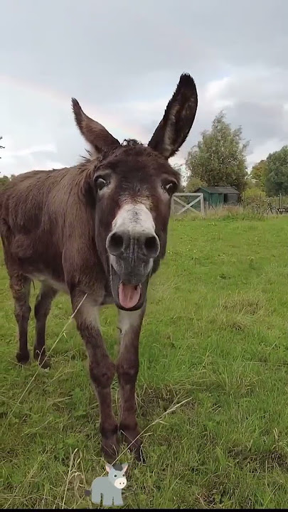 Donkeys are born comedians.#animals #lnteresting #happy #donkey#hillarious#foryou