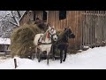 Коні в Україні/Коні в Роботі/Перевезення Сіна в Засніжених Карпатах🔥🔥🔥🐴🐴🐴