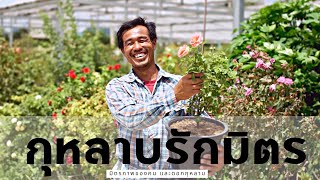 กุหลาบรักมิตร  สวนกุหลาบแห่งมิตรภาพ | เบิร์ดอายวิว