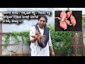 Sweet potato in kitchen garden/easy to grow sweet potato /How to grow sweet potato in containers