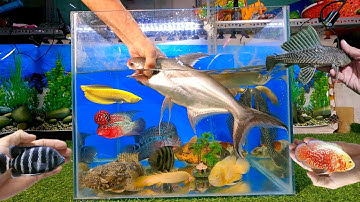 Tổng hợp các loại cá cảnh đẹp, cá mập đen khổng lồ, cá rồng, cá la hán, cá koi