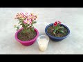 Natural  healthy and free fertilizer for any plants  how to make natural fertilizer from rice