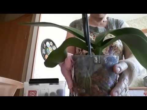 Пересадка в керамзит