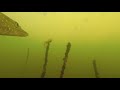 ЩУКА ИГРАЕТ С ЖИВЦОМ | АТАКА ЩУКИ
