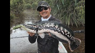 Heavy Cover Snakehead Fishing With The Cbb711Xxh