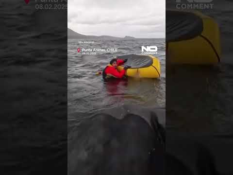 Una ballena se traga brevemente a un hombre en kayak en Chile #NoComment