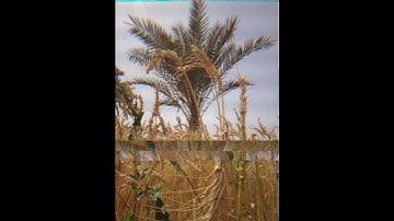 أن الله اصطفى آدم و نوحاً   سورة إل عمران  صوت المرتل سيف