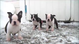 Boston Terrier puppies 8 weeks