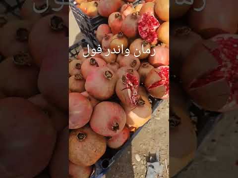 أغرب رمان واندر فول أمريكي