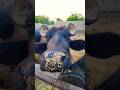 Buffalo farming, Buffalo talaab, Buffalo cartoon, bhains wala cartoon, #animals #buffalo #cows