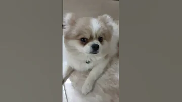 بزغاله جلوی دوربین پرید دوست داره تو فیلم باشه تا مشهور بشه Shtorts Funny Pets Cute Mm 