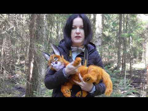 Каракал Билл