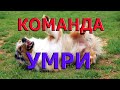 команда умри | как научить собаку команде умри | дрессировка собак