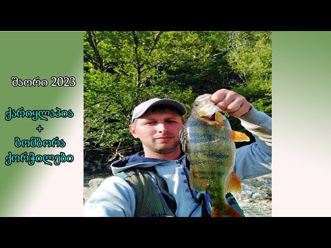 შაორის  ქარიყლაპიებთან და ქორჭილებთან ჭიდაობა  სპინინგით 2023