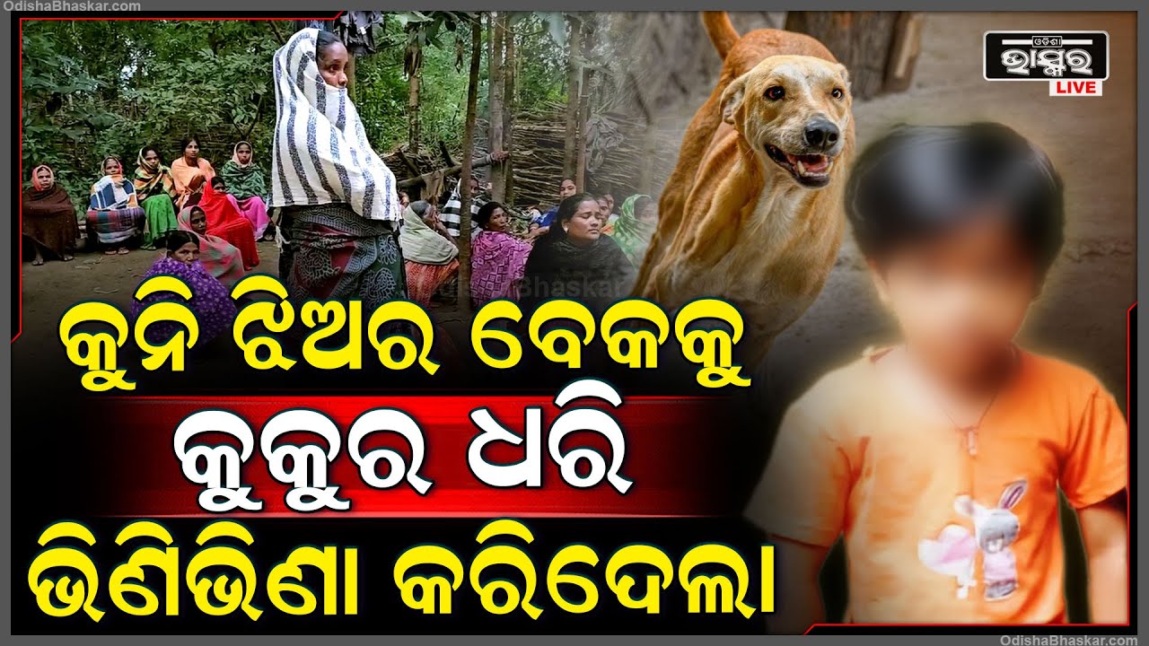ରାସ୍ତା ଉପରେ କୁନି ଝିଅକୁ ଟାଣି ନେଇଗଲା କୁକୁର..ଗାଁ ଦାଣ୍ଡ ହୋଇଗଲା ନାଲି..କାନ୍ଦି କାନ୍ଦି ଚାଲିଗଲା ଝିଅର ଜୀବନ