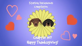 Starbox Dachshunds Compilation Chapter 147 by The Starbox Dachshunds  3,517 views 5 months ago 58 seconds