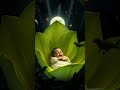 A new born baby crying on a flower 🌹 💯#crying #baby #shorts  #babycare