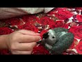 Hungry African Parrot Baby sounds Loudly