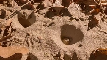 Doodlebug making Trap waiting for Food - Amazing Videos | Wild Wonders