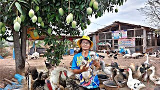 เลี้ยงไก่บ้านขุนขายเป็นไก่เนื้อใช้อาหารลดต้นทุน ขายดีจนไม่พอขาย สร้างรายได้เสริมให้ครอบครัว