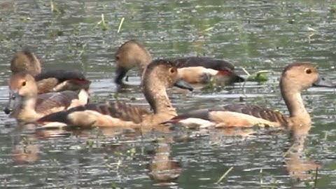 Lesser-whistling Duck in Faridpur