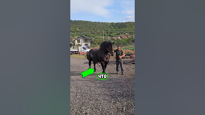 Самый дорогой конь в мире😳
