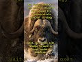 Musk Ox’s hidden talent nobody talks about
