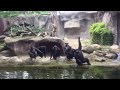 Monkeys funny behaviour 2016