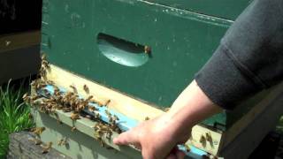 About Bees-Bee Stings Man by Beehive-Drones, Workers & the Queen