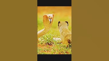 Cobra and Mongoose 1 | Fight | Cobra Mongoose Fight