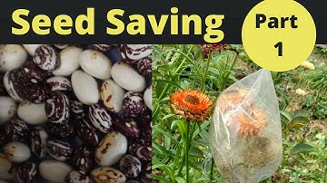 Seed Saving Basics | Seed Saving Series Part 1 | The Basics to Get You Started