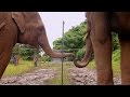 Elephants learn to work together  super smart animals  bbc earth