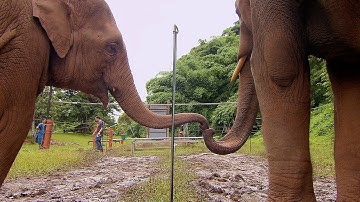 Elephants Learn To Work Together | Super Smart Animals | BBC Earth