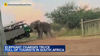 Elephant charges truck full of tourists in South Africa