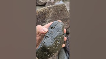 a nice double dactylioceras #ammonite #fossil find amongst the rocks at #Whitby