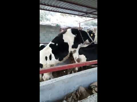 sığır çiftleşmesi (inek çekmek)  (inek çiftleşmesi sırasında inekler osururmu ?(gaz )çıkarırmı)