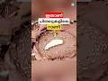 ചിതലുകളിലെ റാണിയെ കണ്ടിട്ടുണ്ടോ #shortsfeed #termite