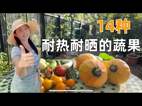 【种植68】14种耐热又耐晒的蔬菜水果，第一名原来是它！炎炎烈日也能丰收！14 heat-resistant vegetables and fruits can grow in full sun