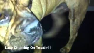 Lacy Cheating on a Treadmill