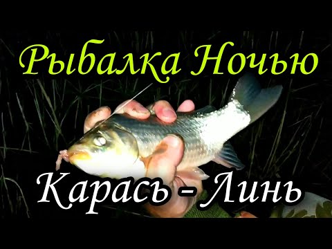 КРУПНЫЙ КАРАСЬ на