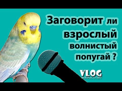 🎓 ✉ Можно ли научить говорить взрослого волнистого попугая?