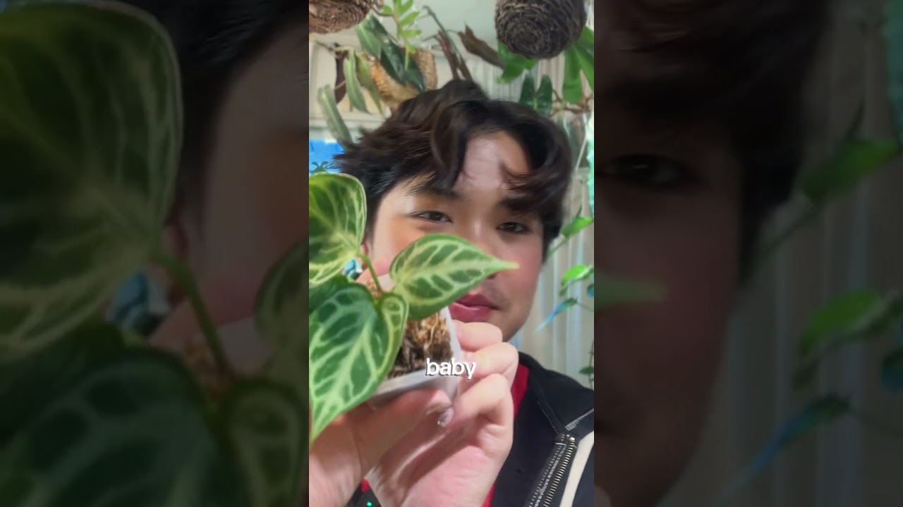 New addition to my anthurium collection: silver blush 💚 - YouTube