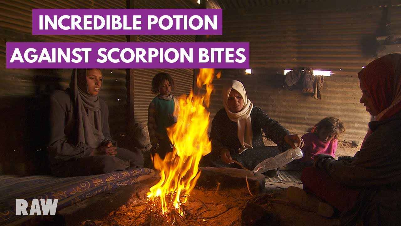 Documentary backdrop image for Scorpion bites potion: the incredible traditional medicine (2023)