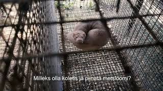 Sündinud Karusloomafarmis: Kaadrid Läti Suurimast Karusloomafarmist Sündinud Karusloomafarmis: Kaadrid Läti Suurimast Karusloomafarmist
