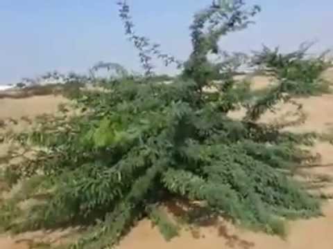 شجرة خبيثة منتشرة في السعودية تمتص المياه الجوفية Youtube
