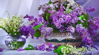 *** - BEAUTIFUL LILIAC - WELCOME MAY ! - ***    ( Pleasant Moments )