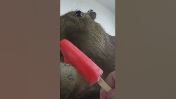 Capybara Jumpscare