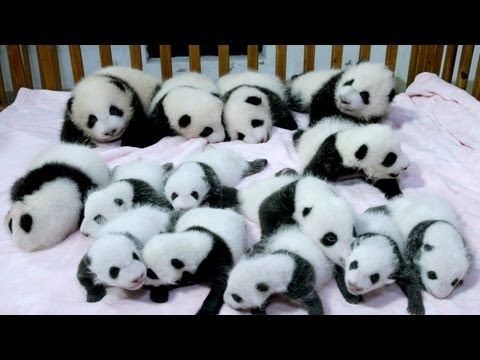 14 panda yavrusu birden