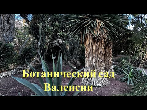 Ботанический сад в Валенсии прямо сейчас в марте